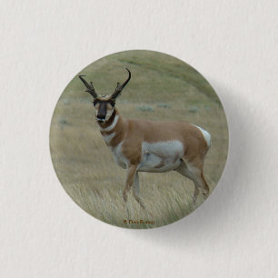 Macaron Rond 2,50 Cm A33 Pronghorn Antelope Buck Crooked Horns