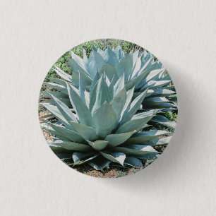 Macaron Rond 2,50 Cm Agave Succulent Plante Cactus Vert sauge