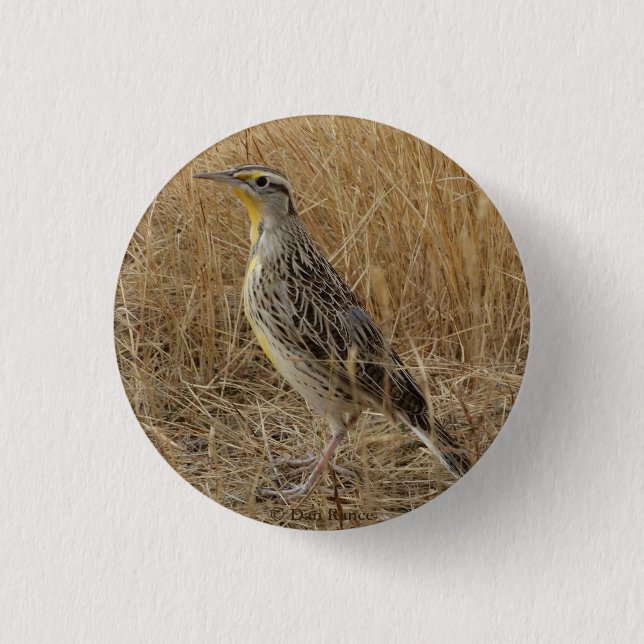 Macaron Rond 2,50 Cm B57 Meadowlark occidental (Devant)