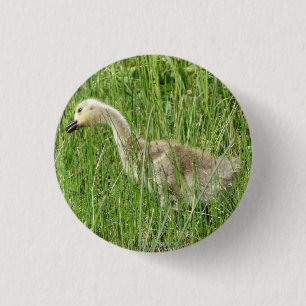 Macaron Rond 2,50 Cm B58 Oison de Bernache du Canada dans l'Herbe