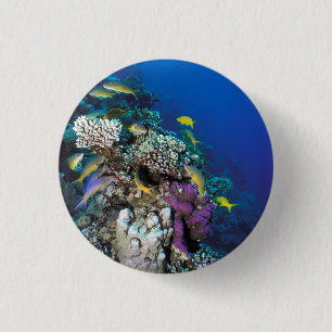 Macaron Rond 2,50 Cm Banc de rougets autour d'un petit corail