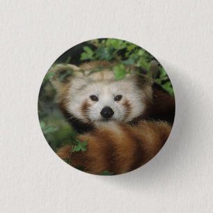 Macaron Rond 2,50 Cm Bouton - panda rouge