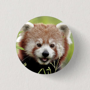 Macaron Rond 2,50 Cm Bouton Photo panda rouge, animaux 0049.