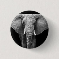 Célébrez la Journée mondiale des éléphants : Conce