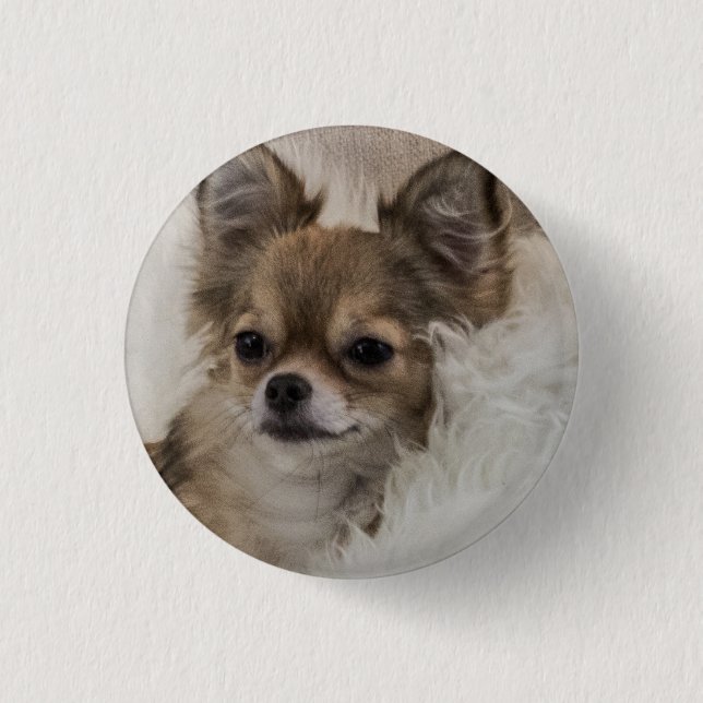 Macaron Rond 2,50 Cm Détente du Chihuahua Spoilt (Devant)