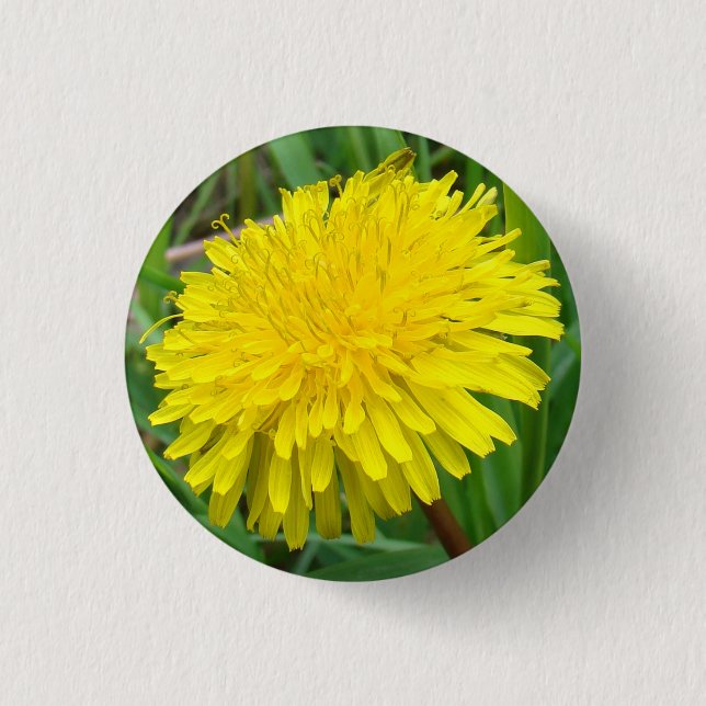 Macaron Rond 2,50 Cm F45 pissenlit "officinale de Taraxacum " (Devant)