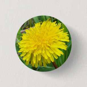 Macaron Rond 2,50 Cm F45 pissenlit "officinale de Taraxacum "