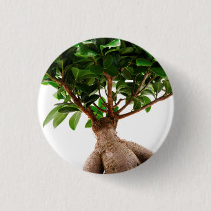 Macaron Rond 2,50 Cm Ficus Ginseng