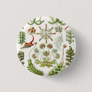 Macaron Rond 2,50 Cm Hepaticé Lebermoose par Ernst Haeckel