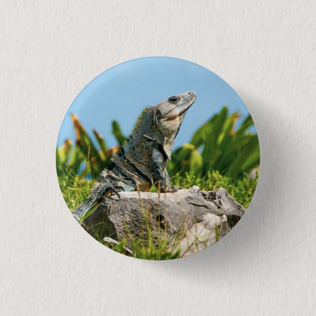 Macaron Rond 2,50 Cm Iguana (Devant)