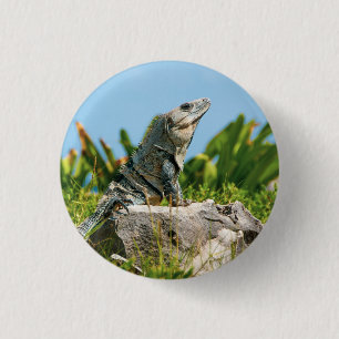 Macaron Rond 2,50 Cm Iguana