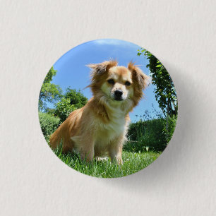 Macaron Rond 2,50 Cm Joli chiot dans une photo de jardin