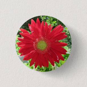 Macaron Rond 2,50 Cm Joli rouge Gerbera Daisy Photo