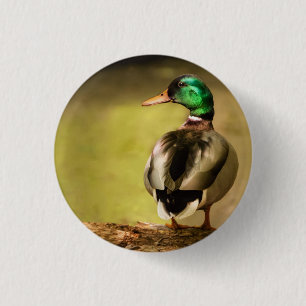 Macaron Rond 2,50 Cm Mallard Duck