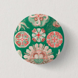 Macaron Rond 2,50 Cm Méduse, Discomedusae par Ernst Haeckel