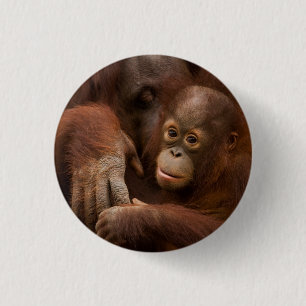 Macaron Rond 2,50 Cm Mère orang-outan et bébé au zoo