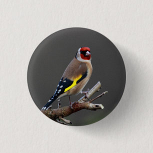 Macaron Rond 2,50 Cm Oiseau de chardonneret