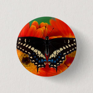 Macaron Rond 2,50 Cm Papillon noir Swallowtail sur Gerberia Daisy