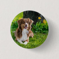 Photo d'animal de compagnie d'un berger australien