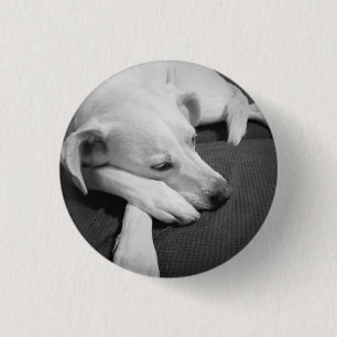 Macaron Rond 2,50 Cm Photo en noir et blanc d'un beau chien dormant