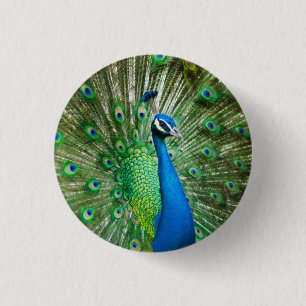 Macaron Rond 2,50 Cm Photos colorées d'oiseaux Peacock