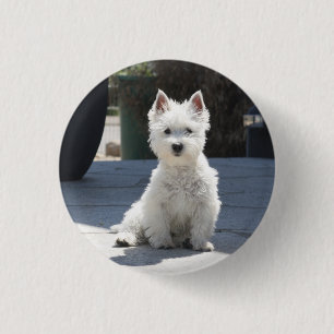 Macaron Rond 2,50 Cm Terrier des montagnes occidental blanc se reposant