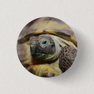 Macaron Rond 2,50 Cm Tibbs