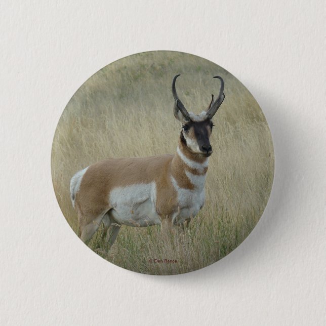 Macaron Rond 5 Cm A8 Pronghorn Antelope (Devant)