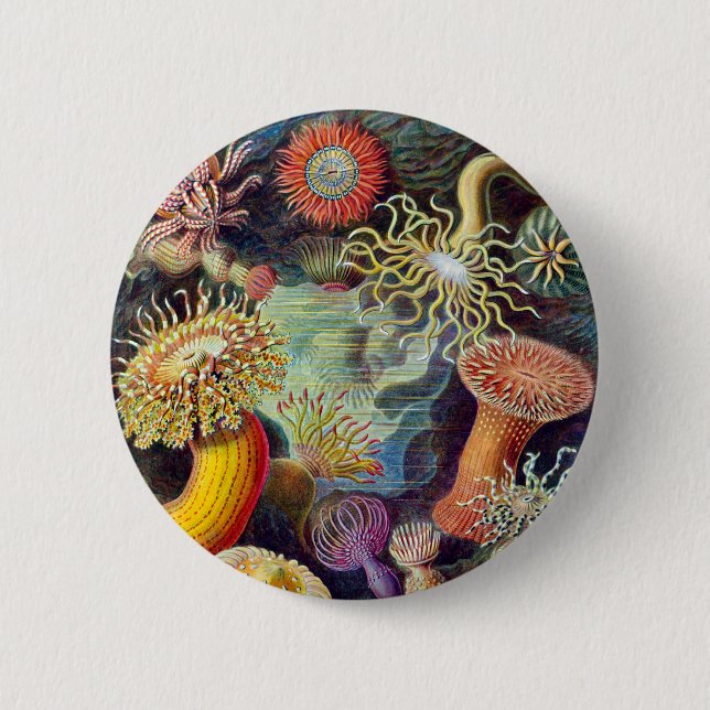 Macaron Rond 5 Cm Actiniae illustration peinture Germa Ernst Haeckel (Devant)