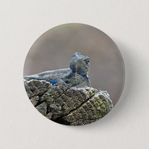 Macaron Rond 5 Cm Alligator du ventre bleu Lizard