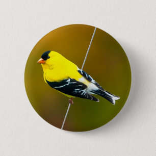 Macaron Rond 5 Cm American Goldfinch - Photo originale