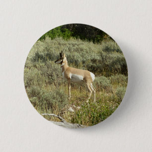 Macaron Rond 5 Cm Antilocapre dans le parc national de Grand Teton
