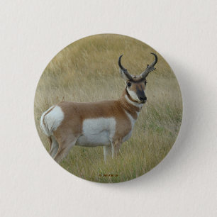 Macaron Rond 5 Cm Antilope d'Amérique A1