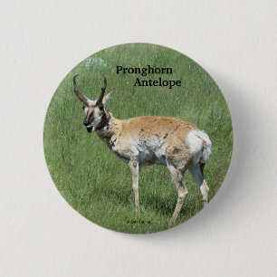 Macaron Rond 5 Cm Antilope d'Amérique A3