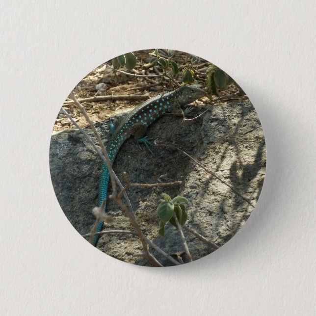 Macaron Rond 5 Cm Aruba Whiptail Lizard Photographie d'animaux tropi (Devant)