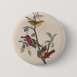 Macaron Rond 5 Cm Audubon Peint Bunting Bird Wildlife