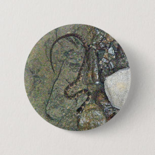 Macaron Rond 5 Cm Baby Northern Water Snake (Nerodia sipedon) Articl