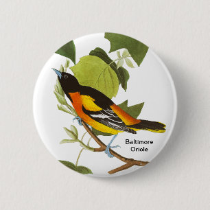 Macaron Rond 5 Cm Baltimore Oriole, Audubon, Accessoire Birdwatcher,