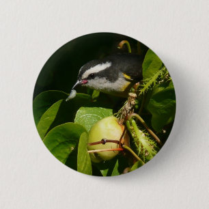 Macaron Rond 5 Cm Bananaquit Bird Mange Photographie tropicale