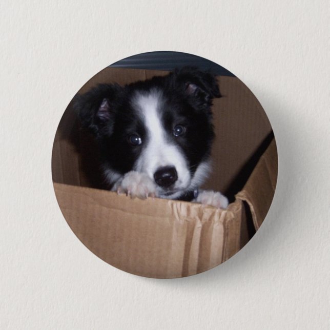 Macaron Rond 5 Cm Bébé border collie (Devant)