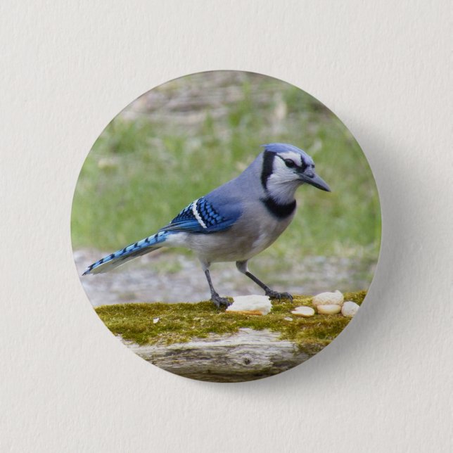 Macaron Rond 5 Cm Bel oiseau de geai bleu (Devant)