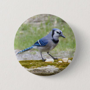 Macaron Rond 5 Cm Bel oiseau de geai bleu