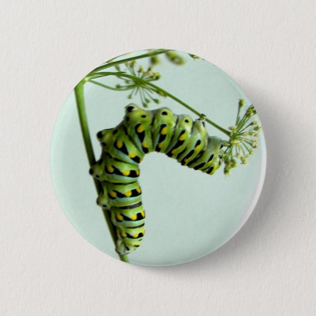 Macaron Rond 5 Cm Black Swallowtail Caterpillar mangeant du persil (Devant)