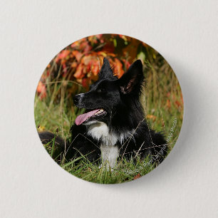 Macaron Rond 5 Cm Border collie haletant la fixation