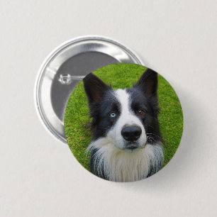 Macaron Rond 5 Cm Bordure Collie