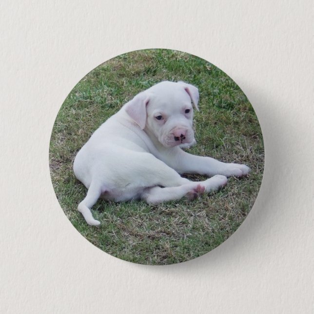 Macaron Rond 5 Cm Bouton américain de chiot de bouledogue (Devant)