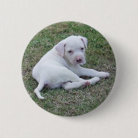 Bouton américain de chiot de bouledogue