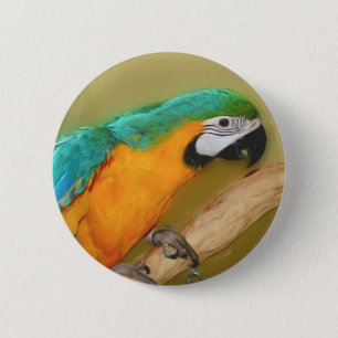 Macaron Rond 5 Cm Bouton animal de perroquet bleu or macaw