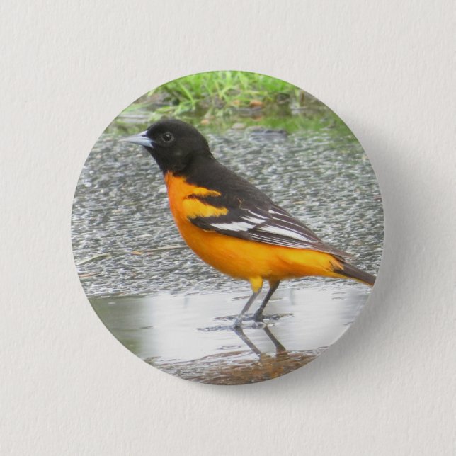 Macaron Rond 5 Cm Bouton Baltimore Oriole (Devant)