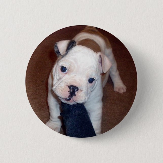 Macaron Rond 5 Cm Bouton beau de Pinback de bouledogue (Devant)